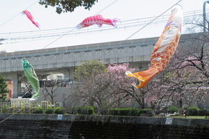 006_260327028 X900 ◎シダレザクラ 鯉のぼり 帷子川 G7X.jpg