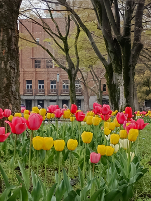 001_26032802 X900 ○チューリップ 公会堂 日比谷公園 F-52E.jpg