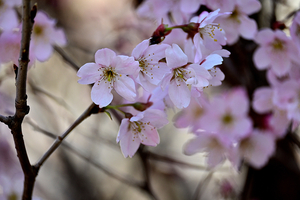 004_260316038 X900 ○サクラ 峰岡公園 Z50 Z50-250.jpg