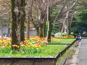 003_260328016 X900 チューリップ 日比谷公園 F-52E.jpg