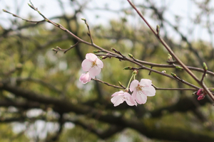003_260322008 X900 ○オオカンザクラ 帷子川 G7X.jpg