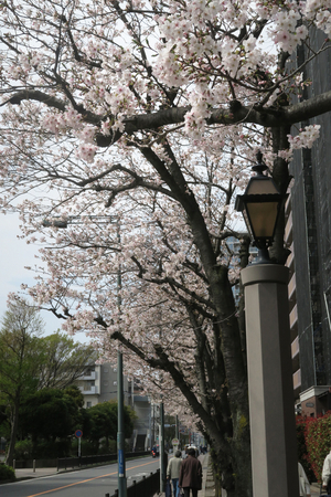 011_260330057 X900 ○水道道 三井パークシティ横浜 G7X.jpg