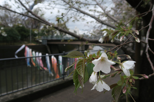 005_260326024t X900 ○ヤマザクラと鯉のぼり G7X.jpg