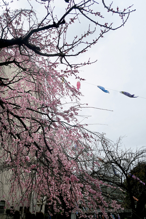 013_260326041tm X900 ◎シダレザクラ G7X.jpg