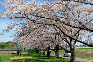 012_260403038 X900 ◎都幾川 武蔵嵐山 G7X.jpg