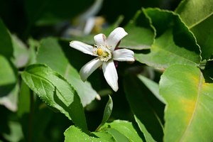 001_260502001 X900 檸檬の花 Z50 Z50-250.jpg