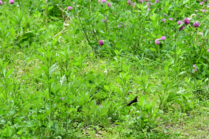 004_260428020 X900 〇舞岡公園 Z50 Z50-250.jpg