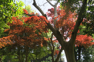 017_260426085 X900 ◎ノムラモミジ 保土ヶ谷公園 G7X.jpg