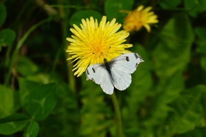 007_260418085 X900 ◎ツマキ♀ 舞岡公園 RX10M4.jpg