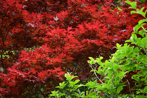 003_260428017 X900 ◎舞岡公園 Z50 Z50-250.jpg