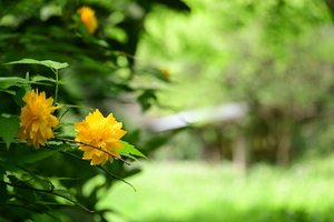 022_260418062 X900 ○八重ヤマブキ  舞岡公園 Z50 Z50-250.jpg