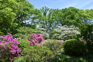 016_260417068 X900 日比谷公園 Z30 Z16-50.jpg