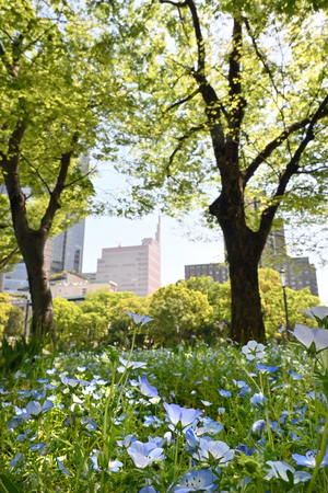 010_26041706 X900 日比谷公園 Z30 Z16-50.jpg