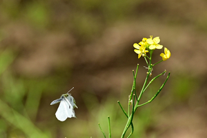 017_260418011tm X900 ◎ツマキ♀ 舞岡公園 Z50 Z50-250.jpg