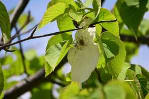009_260426030 X900 ◎ハンカチノキ 保土ヶ谷公園 Z50 Z50-250.jpg