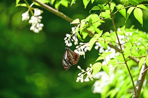 001_260507010 X900 ◎アサギマダラ Z50 Z50-250.jpg
