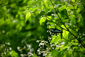 008_260428036 X900 ◎ミツバウツギ 舞岡公園 Z50 Z50-250.jpg