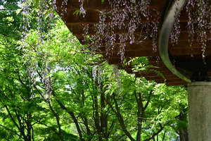 011_260426050 X900 ◎フジ 保土ヶ谷公園 Z50 Z50-250.jpg