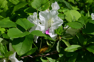 003_260418003 X900 舞岡公園 ヒラドツツジの咲くわけ Z50 Z50-250.jpg