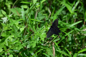 016_260428077s X900 ◎ジャコウアゲハ 舞岡公園 Z50 Z50-250.jpg