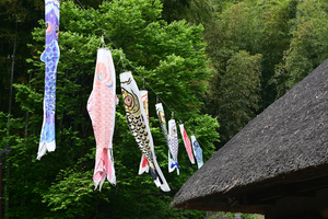 011_260428058 X900 舞岡公園 Z50 Z50-250.jpg