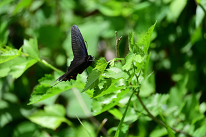 017_260428089s X900 ◎ジャコウアゲハ 舞岡公園 Z50 Z50-250.jpg