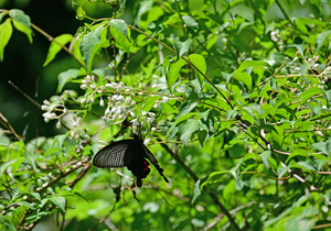004_260507020 X900 ◎クロアゲハ Z50 Z50-250.jpg