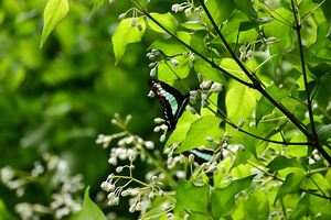 009_260428038 X900◎ミツバウツギ 舞岡公園 Z50 Z50-250.jpg