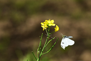 016_260418111 X900 ◎舞岡公園RX10M4.jpg