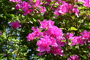 003_260426009 X900 保土ヶ谷公園 Z50 Z50-250.jpg