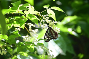 011_260507070 X900 ◎アサギマダラ Z50 Z50-250.jpg