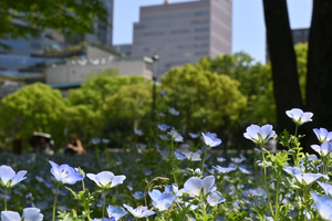 006_260417021 X900 ◎日比谷公園 Z30 Z16-50.jpg