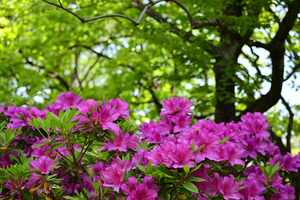 001_260426002 X900 保土ヶ谷公園 Z50 Z50-250.jpg