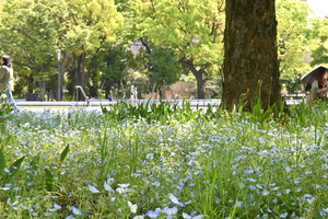 011_260417044 X900 ◎日比谷公園 Z30 Z16-50.jpg