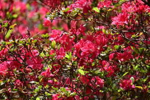013_260426058 X900 保土ヶ谷公園 Z50 Z50-250.jpg