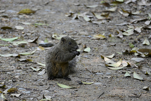 021_260428120 X900 ◎台湾リス 舞岡公園 Z50 Z50-250.jpg