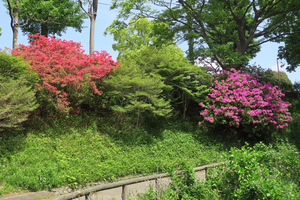 004_260426079 X900 保土ヶ谷公園 G7X.jpg