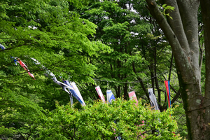 013_260428064 X900 ◎舞岡公園 Z50 Z50-250.jpg