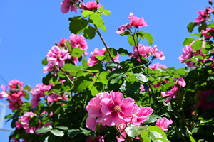 011_260505012 X900 ムクゲ Z50 Z50-250.jpg