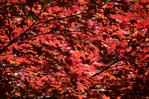 016_260426065 X900 ◎ノムラモミジ 保土ヶ谷公園 Z50 Z50-250.jpg