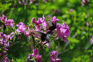 019_260428107 X900 ◎2頭ジャコウアゲハ アゼレア  舞岡公園 Z50 Z50-250.jpg