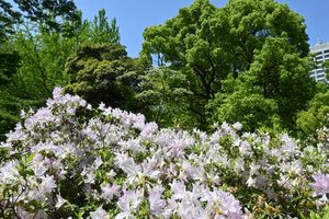 015_260417066 X900 リュウキュウツツジ 薄化粧 日比谷公園 Z30 Z16-50.jpg
