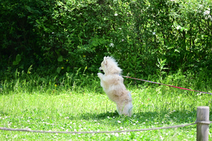 010_260426033 X900 〇保土ヶ谷公園 Z50 Z50-250.jpg