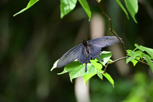 015_260428070 X900 ◎ジャコウアゲハ 舞岡公園 Z50 Z50-250.jpg