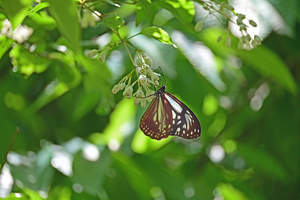 010_60507066 m X900 ◎アサギマダラ Z50 Z50-250.jpg