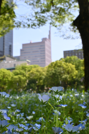 008_260417032 X900 ◎日比谷公園 Z30 Z16-50.jpg