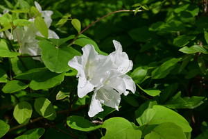 002_260418001 X900 舞岡公園 Z50 Z50-250.jpg