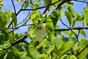 008_260426019 X900 ◎ハンカチノキ 保土ヶ谷公園 Z50 Z50-250.jpg