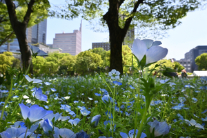 009_260417039m X900 ◎日比谷公園 Z30 Z16-50.jpg