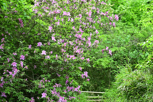 010_260428057 X900 アゼレア 舞岡公園 Z50 Z50-250.jpg